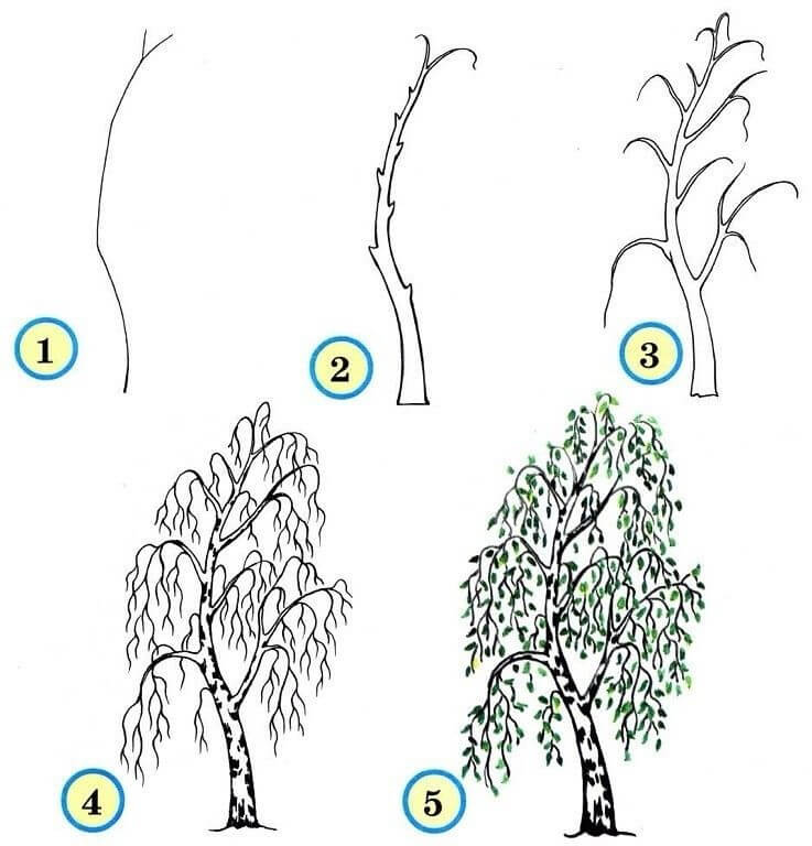 How To Draw A Birch Tree How To Draw Tutorials