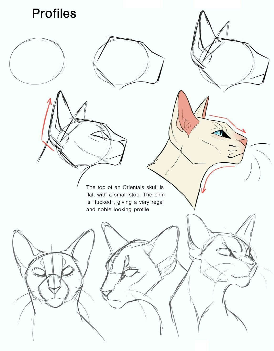 12 easy tutorials how to draw a cat - How To Draw Tutorials